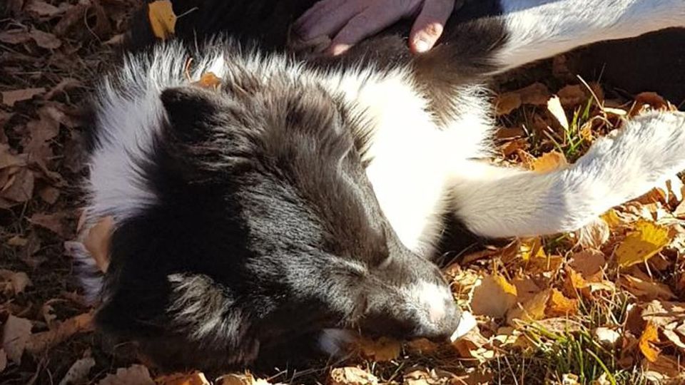 «Il mio cane ucciso a colpi di fucile» Il consigliere denuncia «Il mio cane ucciso a colpi di fucile» Il consigliere denuncia
