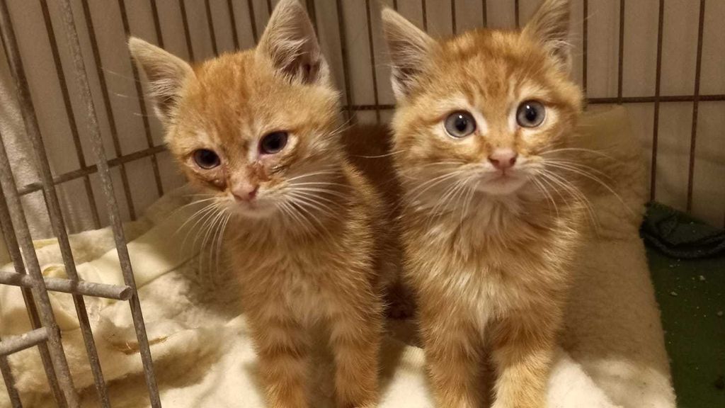 Due gattini abbandonati tra i rifiuti. Salvati dagli operatori Secam Due gattini abbandonati tra i rifiuti. Salvati dagli operatori Secam