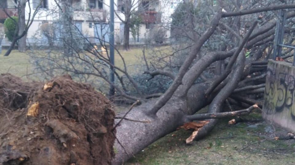 Albero giù per il vento Chiuso l’arengario per verifiche nel parco Albero giù per il vento Chiuso l’arengario per verifiche nel parco