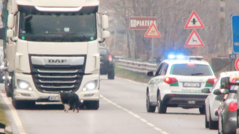 Traffico bloccato per un cane Si è fermato in mezzo alla 38 Traffico bloccato per un cane Si è fermato in mezzo alla 38