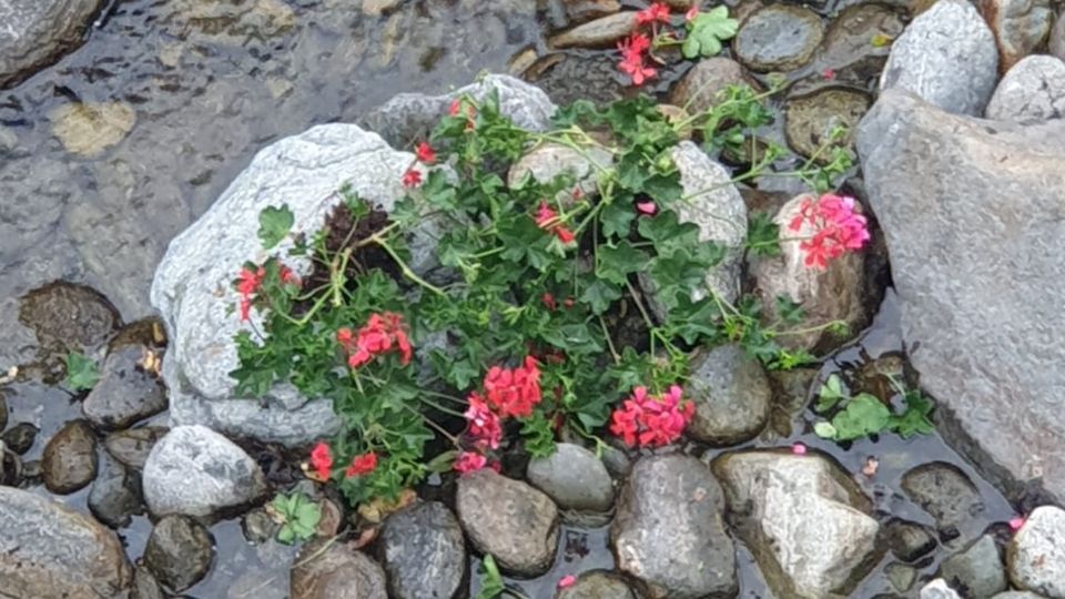 Avevano divelto le fioriere in centro. Morbegno, lettera di scuse dei giovani vandali Avevano divelto le fioriere in centro. Morbegno, lettera di scuse dei giovani vandali