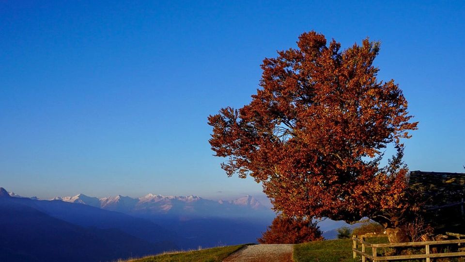 Berbenno, sradicato dal vento il faggio secolare sradicato dal vento: «Era un simbolo» Berbenno, sradicato dal vento il faggio secolare sradicato dal vento: «Era un simbolo»
