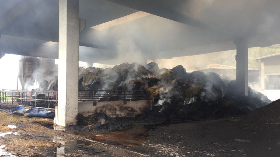 Incendio nella stalla, ferito allevatore. Salvi gli 800 animali Incendio nella stalla, ferito allevatore. Salvi gli 800 animali
