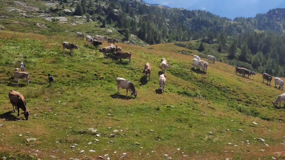 Fieno dimezzato, alpeggi secchi. «Allevatori in grave difficoltà» Fieno dimezzato, alpeggi secchi. «Allevatori in grave difficoltà»