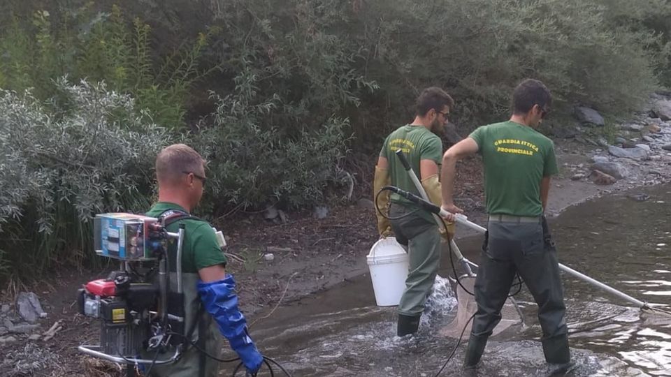 Emergenza siccità, torrenti in sofferenza, operazione salvataggio per i pesci Emergenza siccità, torrenti in sofferenza, operazione salvataggio per i pesci