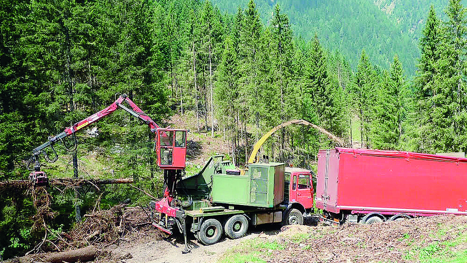 Tagliare le foreste non è sempre un male Tagliare le foreste non è sempre un male