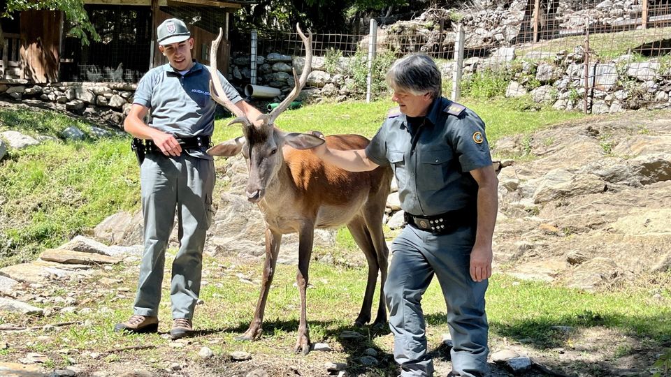 Bambi nella nuova casa, per ora lontano dagli altri cervi. «Non li riconosce» Bambi nella nuova casa, per ora lontano dagli altri cervi. «Non li riconosce»