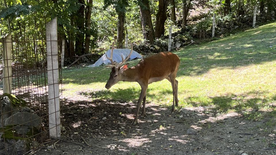 Bambi “prelevato” dalla stalla. Trasferito a Dazio Bambi “prelevato” dalla stalla. Trasferito a Dazio