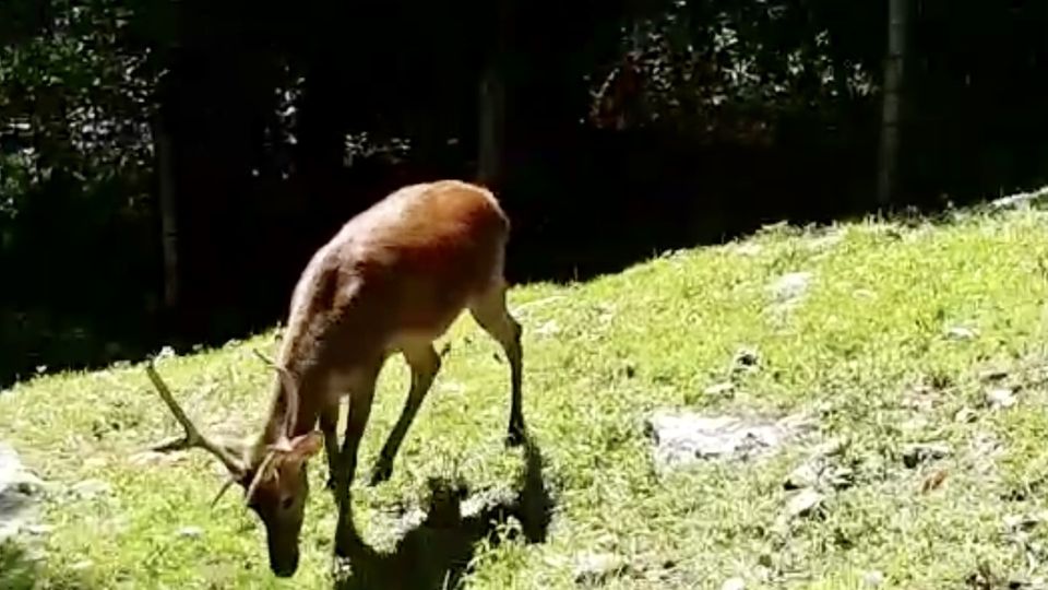 Bambi sta bene. Ma il suo “papà” lo rivuole a casa Bambi sta bene. Ma il suo “papà” lo rivuole a casa