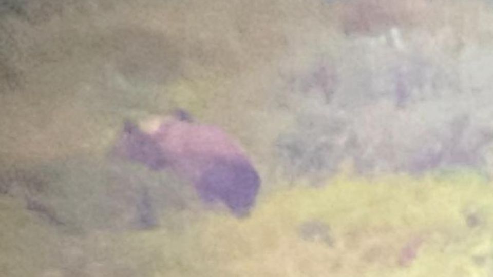 L’avvistamento dell’orso a bassa quota, non lontano dal centro abitato (video) L’avvistamento dell’orso a bassa quota, non lontano dal centro abitato (video)