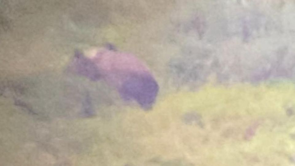 «Quell’orso arriva dal Trentino. Non può essere una femmina» «Quell’orso arriva dal Trentino. Non può essere una femmina»