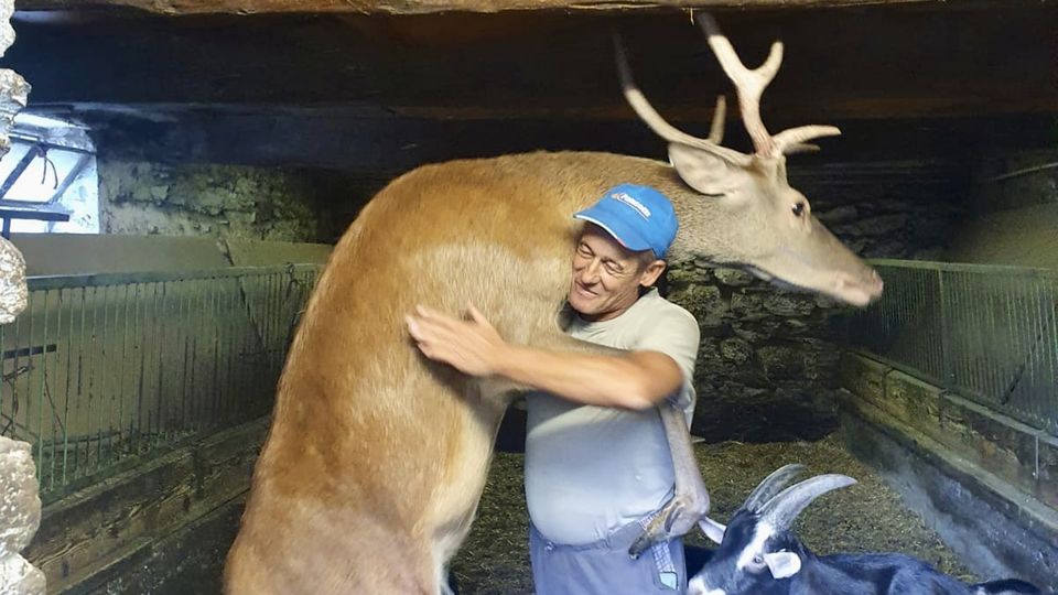 «Ho allevato Bambi. Ora dopo due anni me lo portano via» «Ho allevato Bambi. Ora dopo due anni me lo portano via»