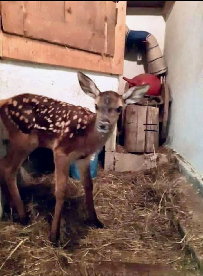 Il cervo Bambi quando venne trovato, due anni fa Il cervo Bambi quando venne trovato, due anni fa