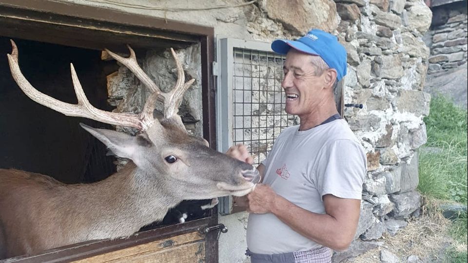 Appello di Enalcaccia «Ridate a Del Zoppo il suo amato Bambi» Appello di Enalcaccia «Ridate a Del Zoppo il suo amato Bambi»