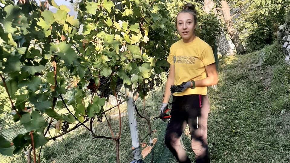 Siccità, già si inizia a vendemmiare. Per gli spumanti in Valchiavenna Siccità, già si inizia a vendemmiare. Per gli spumanti in Valchiavenna