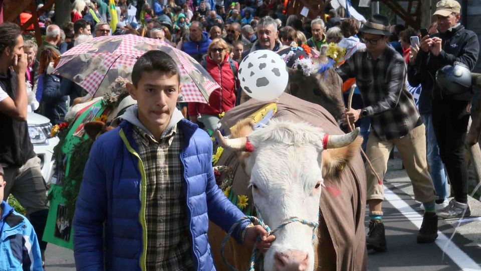 Festa dell’alpeggio, con meno mucche ma tantissima gente Festa dell’alpeggio, con meno mucche ma tantissima gente