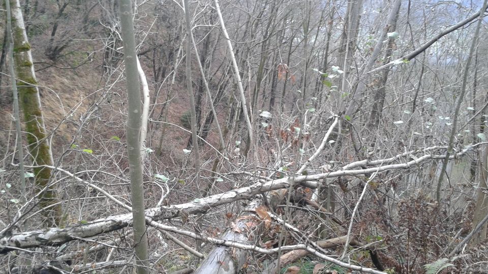 Il bosco come risorsa nel mondo di domani Il bosco come risorsa nel mondo di domani